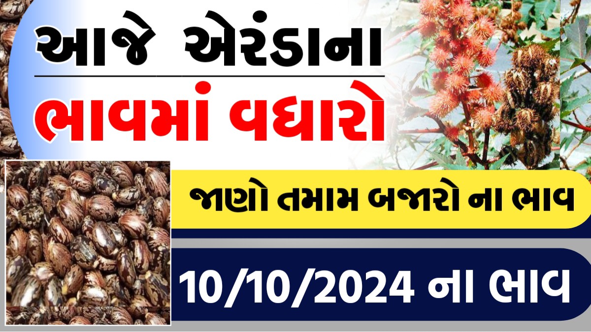 આજે એરંડા ભાવમા વધારો, જાણો આજના બજાર ભાવ