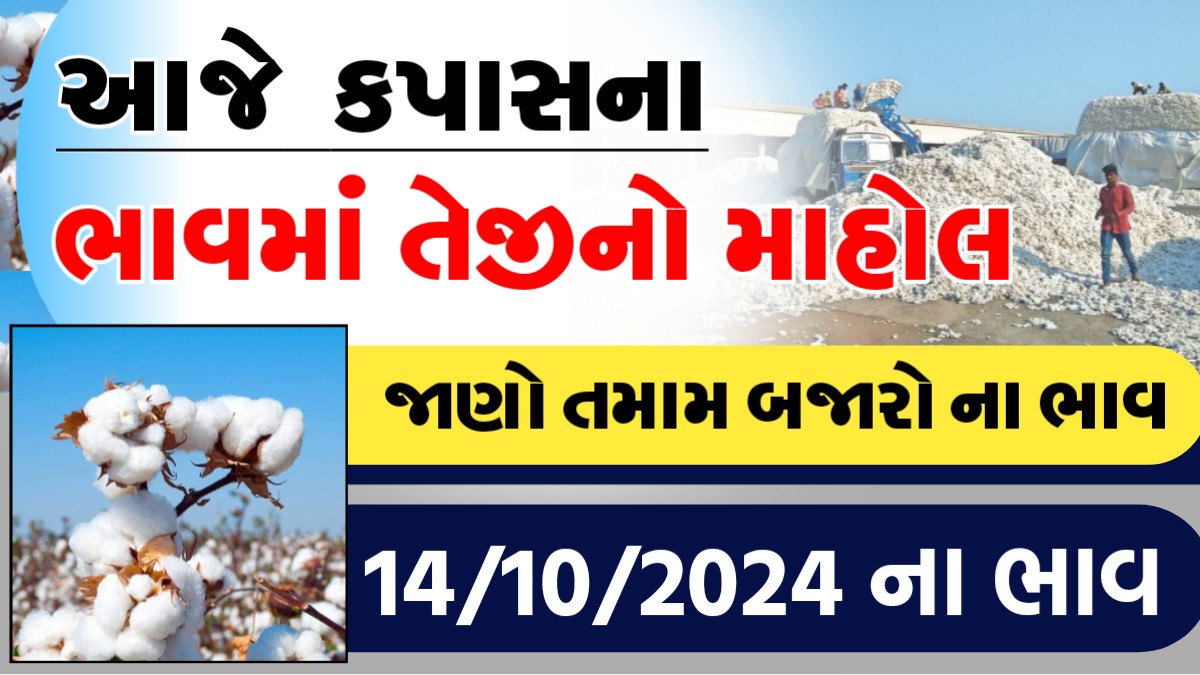 કપાસના ભાવમાં તેજીનો માહોલ, જાણો આજના તમામ બજારોના ભાવ