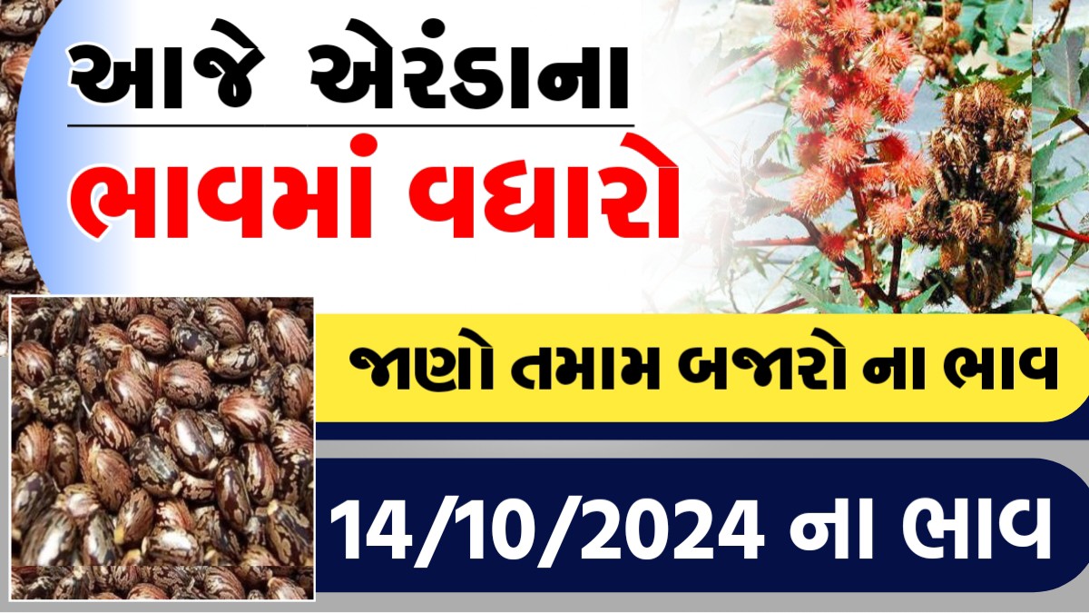 આજે  એરંડાના ભાવમા વધારો, જાણો આજના તમામ બજારોના ભાવ