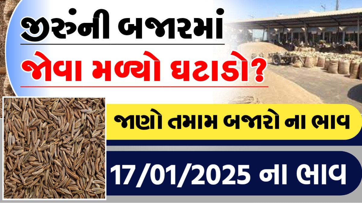 આજે જીરુની બજારમા જોવા મળ્યો ઘટાડો?, જાણો આજના તમામ બજારોના ભાવ