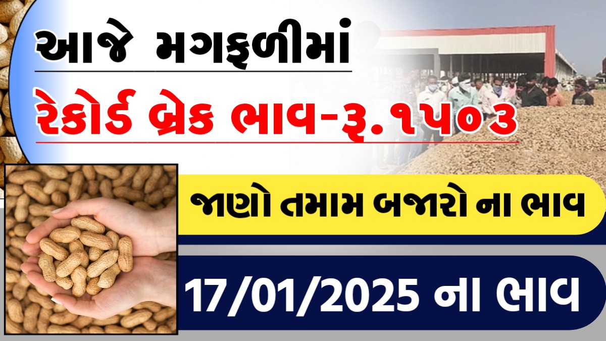 આજે મગફળીમા રેકોર્ડ બ્રેક ભાવ રુ.૧૫૦૩, જાણો આજના તમામ બજારોના ભાવ