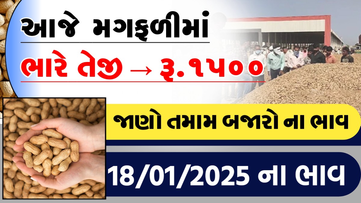 આજે મગફળીમા ભારે તેજી - રુ.૧૫૦૦, જાણો આજના તમામ બજારોના ભાવ