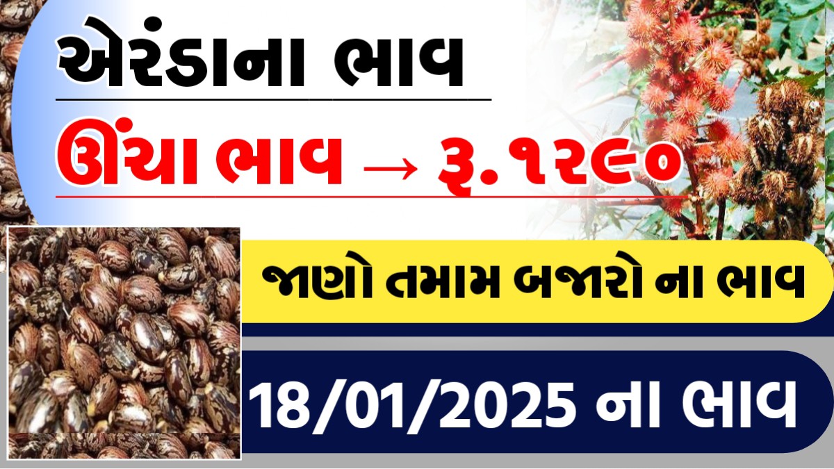 આજે એરંડાના ઊચા ભાવ-રુ.૧૫૯૦, જાણો આજના તમામ બજારોના ભાવ