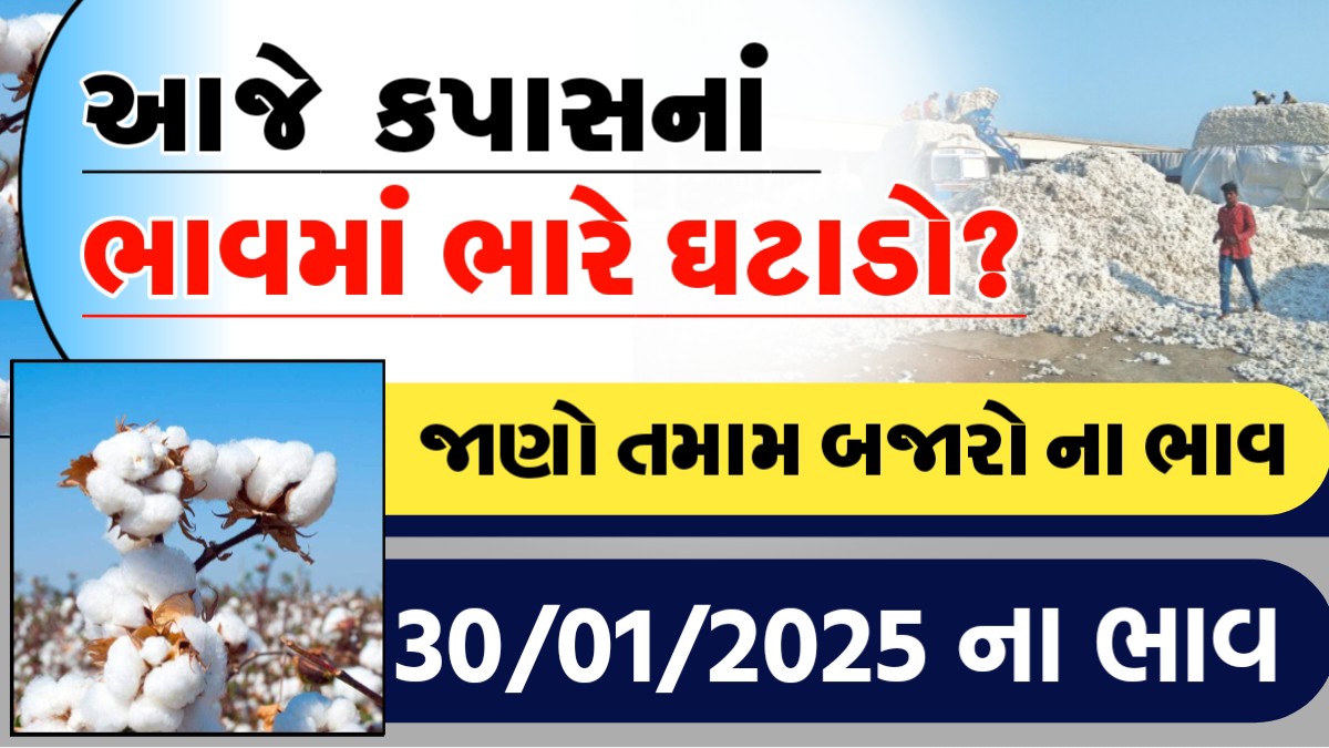 આજે કપાસના ભાવમા ભારે ઘટાડો?, જાણો આજના તમામ બજારોના ભાવ