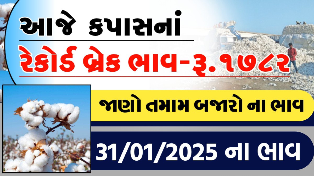 આજે કપાસમા રેકોર્ડ બ્રેક ભાવ - રુ.૧૭૮૨, જાણો આજના તમામ બજારોના ભાવ
