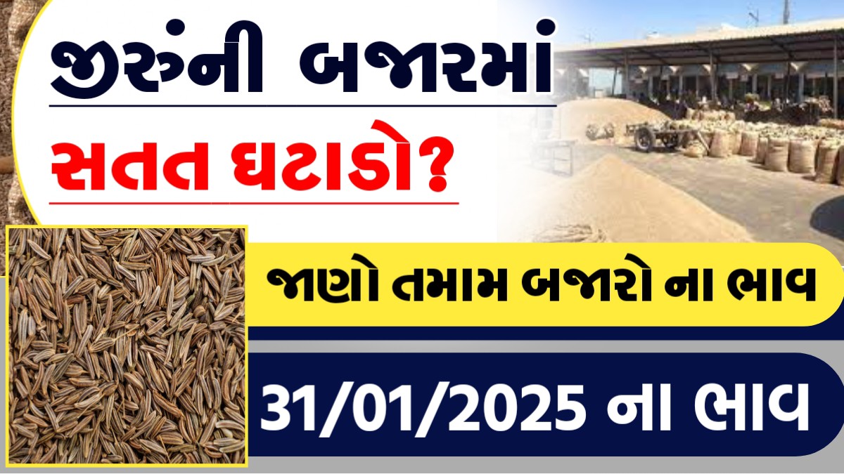 જીરુની બજારમા સતત ઘટાડો?, જાણો આજના તમામ બજારોના ભાવ