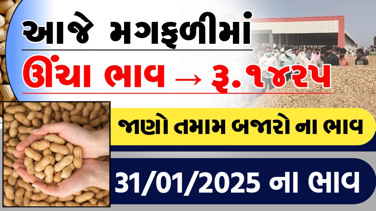 આજે મગફળીમા ઊચા ભાવ રુ.૧૪૨૫, જાણો આજના તમામ બજારોના ભાવ