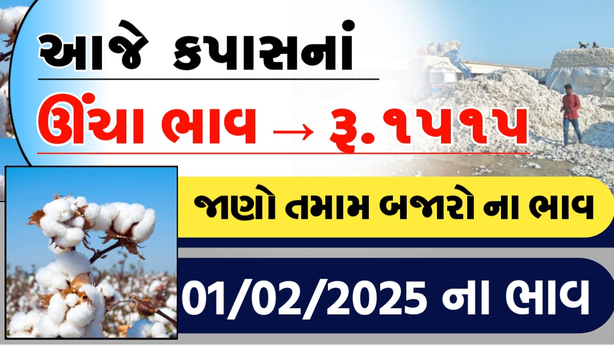 આજે કપાસના ઊચા ભાવ - રુ.૧૫૧૫, જાણો આજના તમામ બજારોના ભાવ