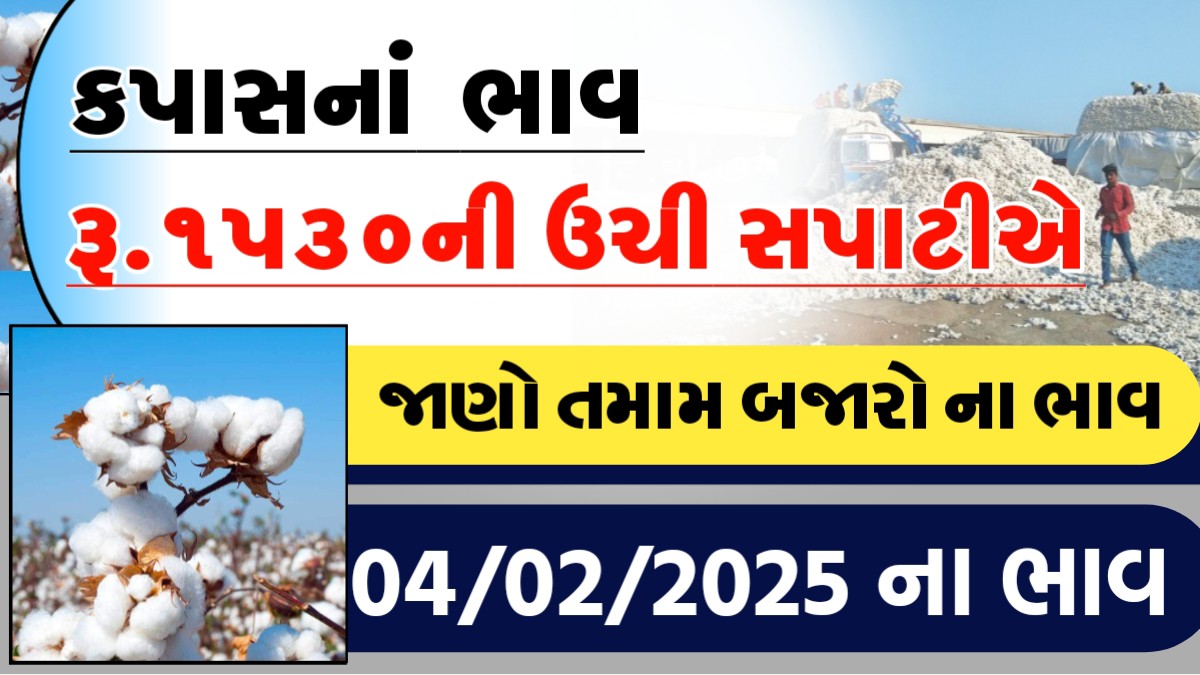 આજે કપાસના ભાવમા તેજી, જાણો આજના તમામ બજારોના ભાવ