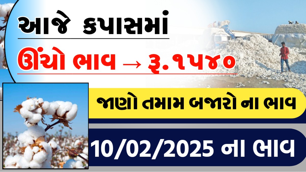 આજે કપાસમા ઊંચો ભાવ રુ.૧૫૪૦, જાણો આજના તમામ બજારોના ભાવ