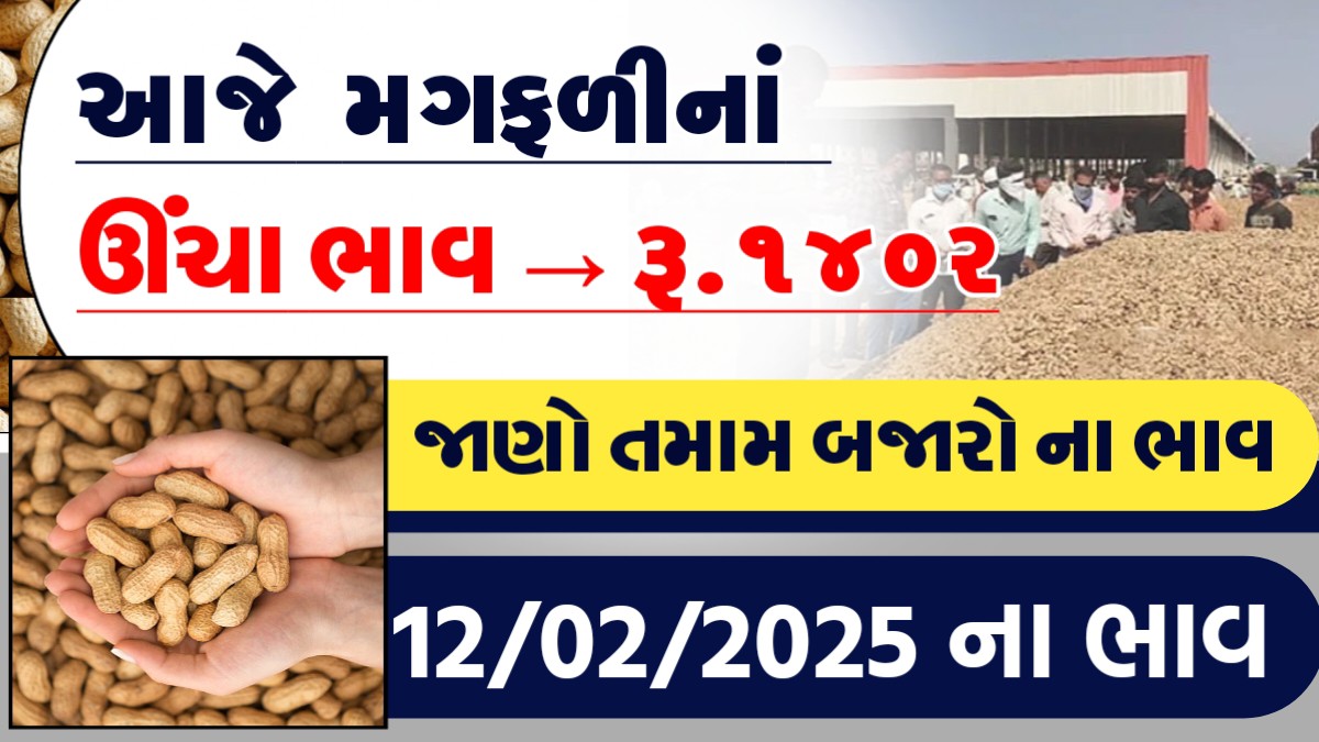આજે મગફળીનાં ઊંચા ભાવ - રુ.૧૪૦૨, જાણો આજના તમામ બજારોના ભાવ