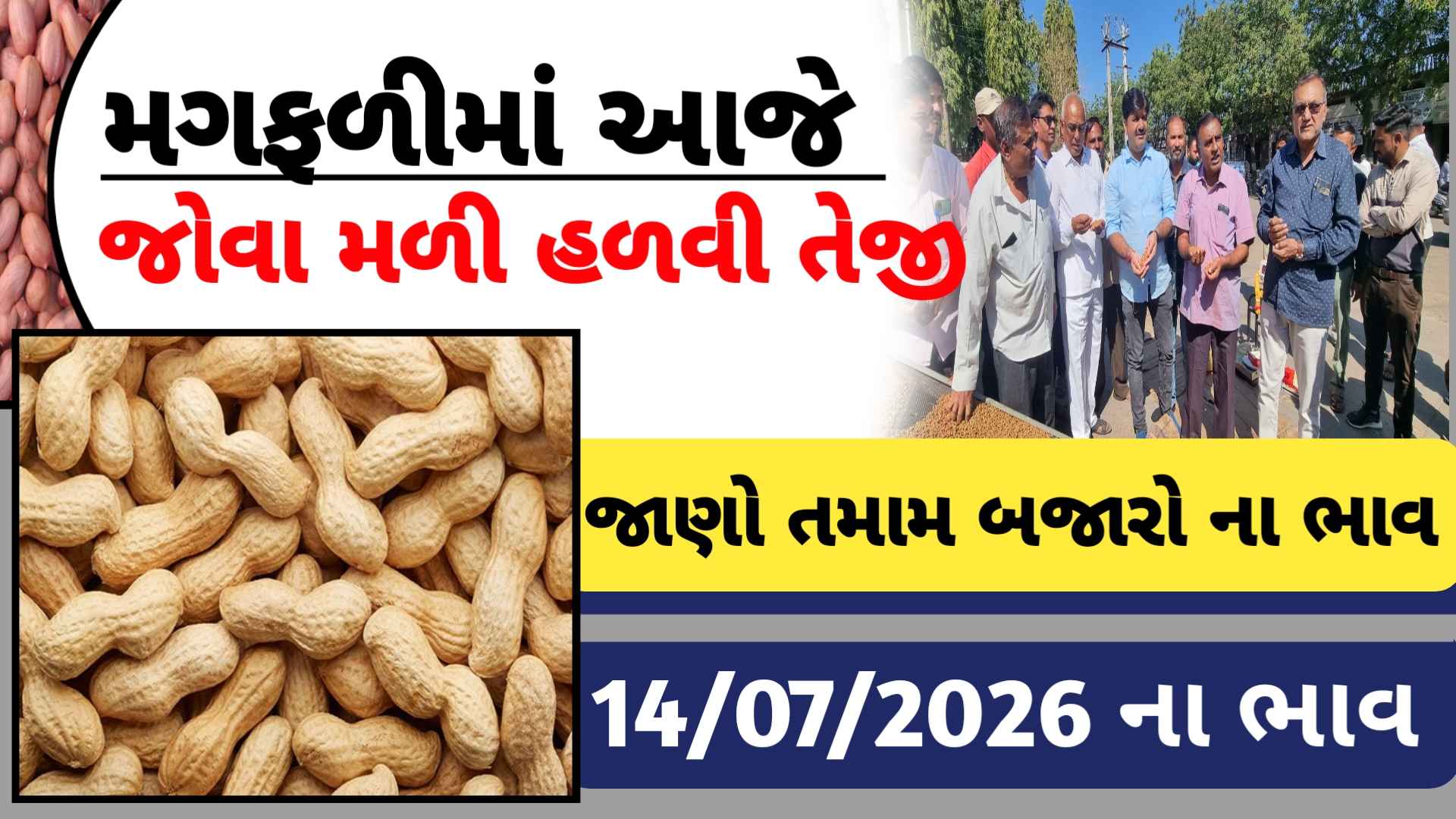 જાણો આજના મગફળીના બજાર ભાવો (14 જુલાઇ  2026)