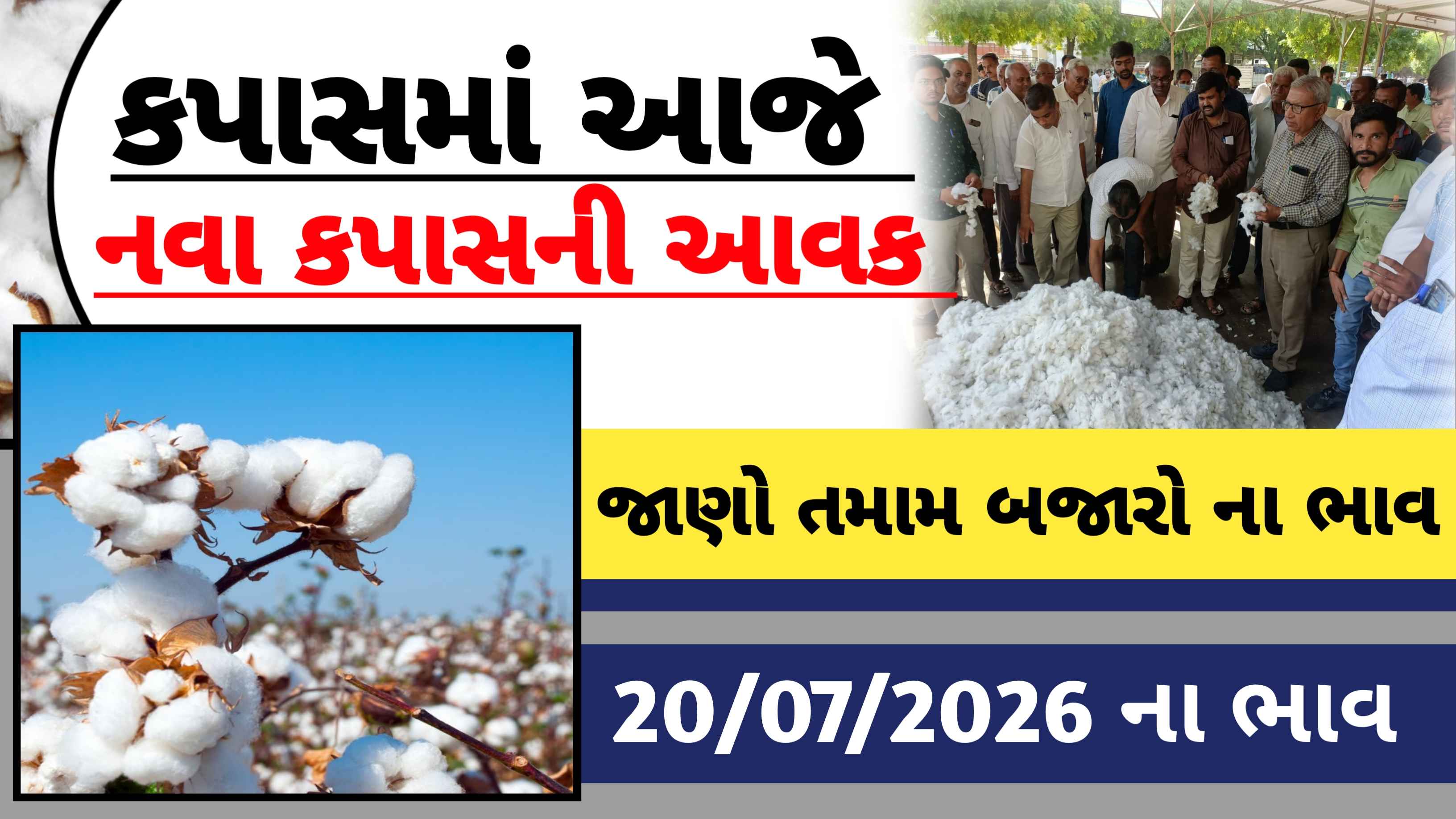 ગુજરાતમાં નવા કપાસની આવક શરું, જાણો શું રહ્યો બજાર ભાવ?
