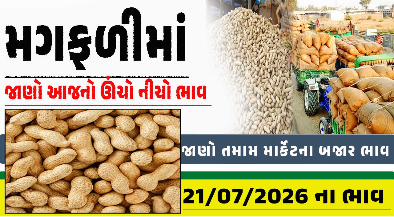 ગુજરાત APMC :  મગફળીના લેટેસ્ટ બજાર ભાવો જાણો(21 જુલાઇ 2026)