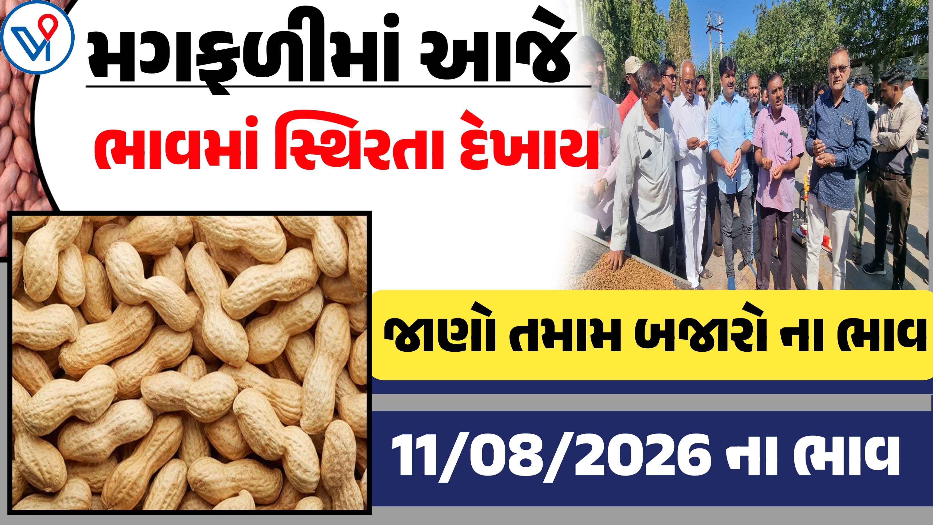મગફળીના બજાર ભાવ: આજના તમામ APMCના  ભાવ(11 ઓગસ્ટ 2026)